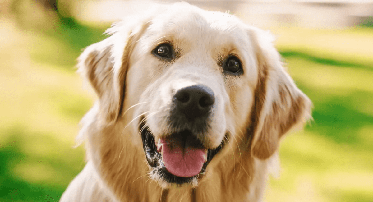 oxigeno para perros