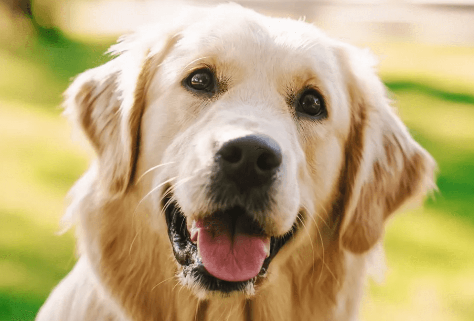 oxigeno para perros