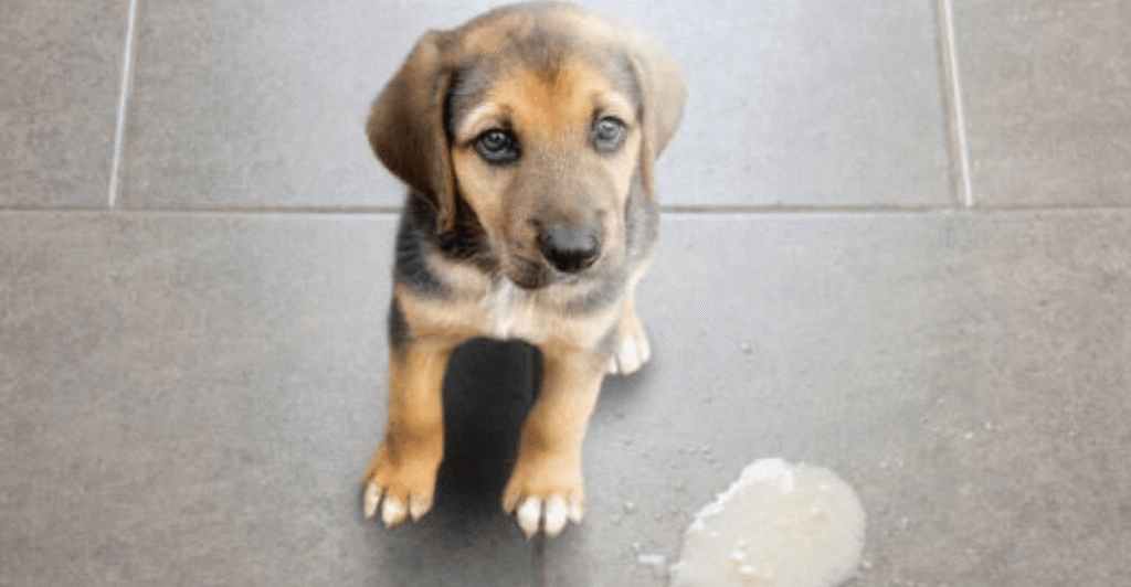oxigeno para perros
