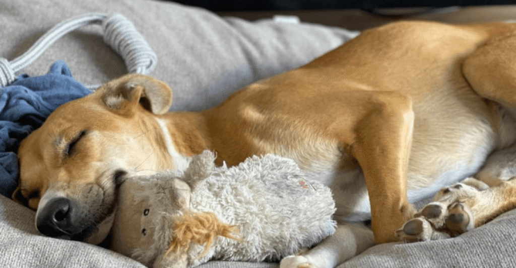 oxigeno para perros