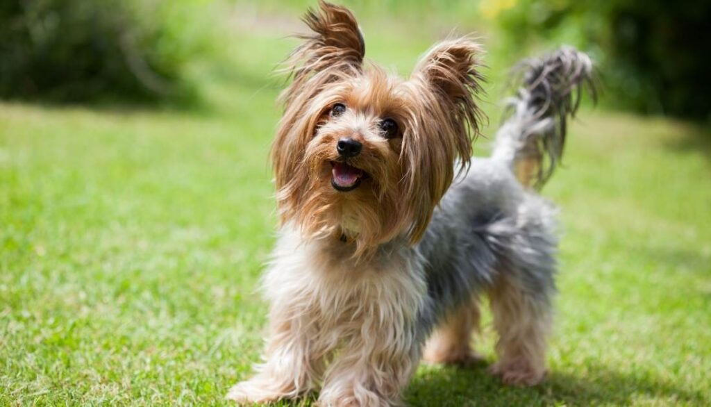 Oxigenoterapia-para-perros-en-casa