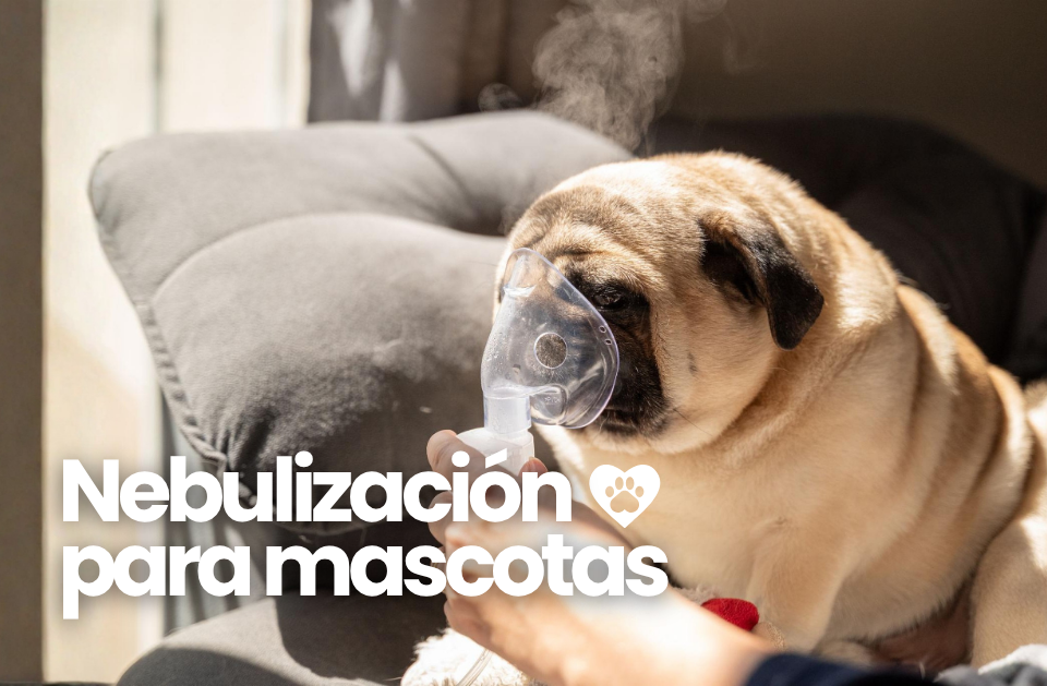 nebulización para mascotas