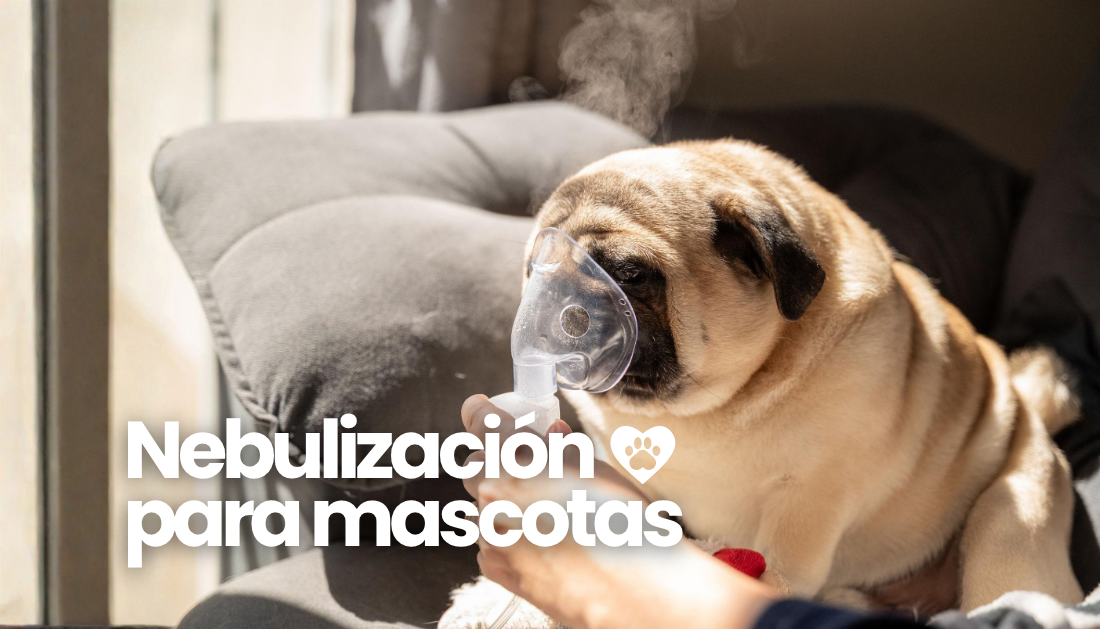 nebulización para mascotas